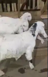 2 pasang anakan kambing etawa senduro 3-4 bulanan paket ternak murmer