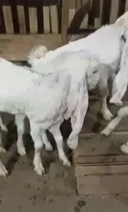 2 pasang anakan kambing etawa senduro 3-4 bulanan paket ternak murmer