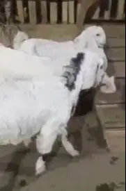 2 pasang anakan kambing etawa senduro 3-4 bulanan paket ternak murmer