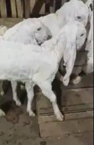 2 pasang anakan kambing etawa senduro 3-4 bulanan paket ternak murmer