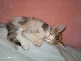 Open adopsi kucing
