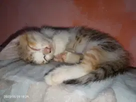 Open adopsi kucing