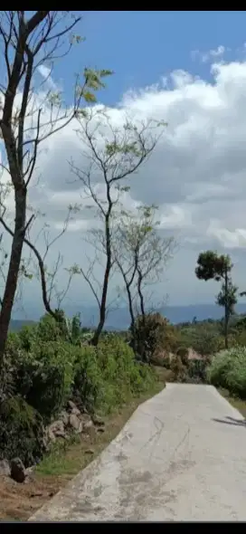 Di jual tanah perkebunan,lokasi Gesing, Buleleng, Bali