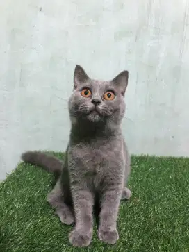 Kucing British Short Hair (BSH)