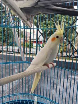 Sepasang Burung Falk Australia
