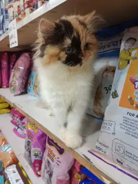 Flatnose betina