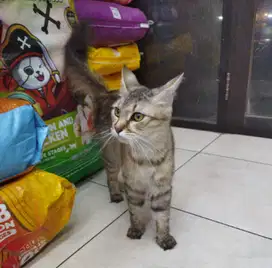 Siap Diadopsi! Kucing Betina Brown Tabby – Bulu Lebat & Aktif