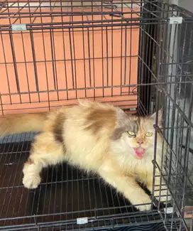 Persia Flatnose Calico