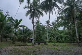 Dijual Tanah Kebun Duren Berkualitas SHM Bisa Untuk Berkebun Strategis