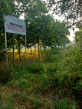 DI JUAL TANAH 300 M2 DEKAT KAMPUS ITERA DAN EXIT TOL KOTABARU