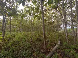 MILIKI TANAH DI SAPTOSARI KABUPATEN GUNUNGKIDUL YOGYAKARTA