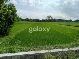 SAWAH MURAH DEKAT STADION SULTAN AGUNG (SSA) DI BANTUL - WT