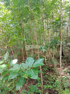 TANAH MURAH MANGKU JALAN JOGJA LINTAS SELATAN DI PARANGTRITIS - WT