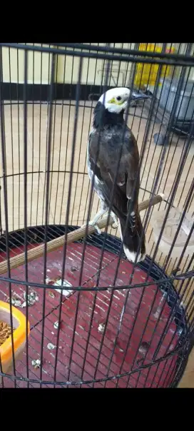 Jalak hongkong jantan gacor