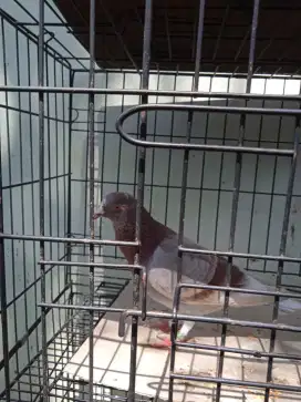 Burung dara bujangan.