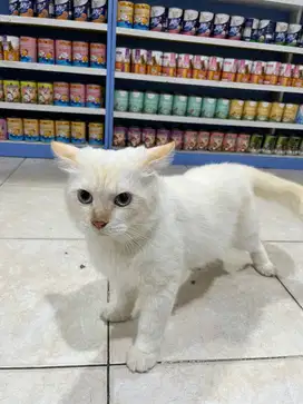 Siap Diadopsi! Kucing Jantan Bulu Putih Cream – Mata Biru Menawan