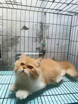 Kucing Persia Flatnose Jantan 6 bln