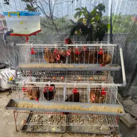 Di jual ayam petelur dan kandang satu set