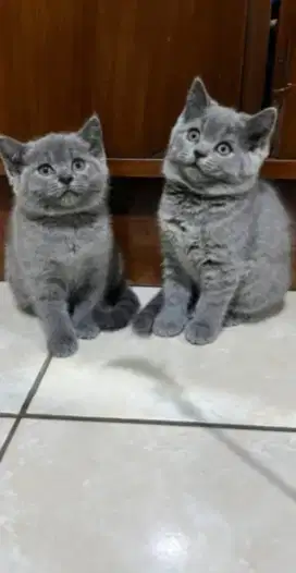 kucing bsh blue british shorthair bukan persia himayala