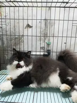 Kucing Persia Flatnose 7 bln ( negotipis by chat )