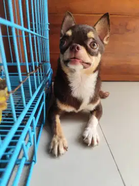 Pacak chihuahuq stambum
