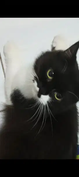 Kucing persia hitam corak putih betina umur 1 taun lebih