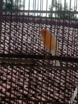 Burung kenari orange froz