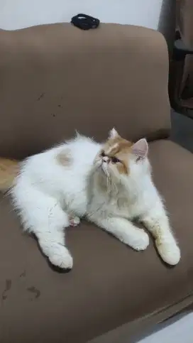 Open adopt cepat kucing Persia peaknose red tabby white