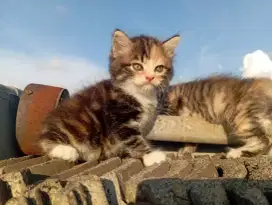 Jual kitten persia betina dan jantan bulu kapas