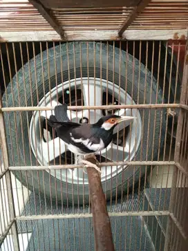 jalak suren + kandang
