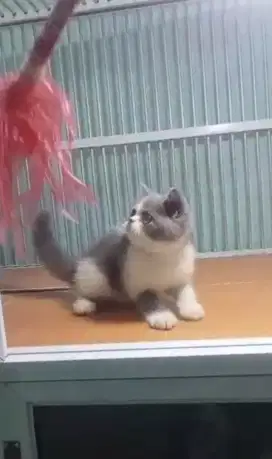 Bsh bicolour betina