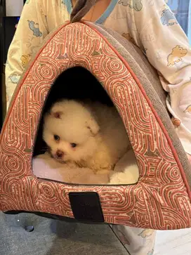 Mini pom white lucu