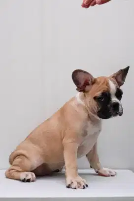 Frenchie 3bulan