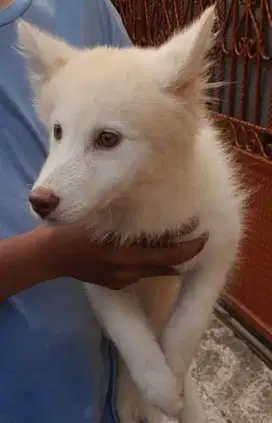 Jual anak anjing husky
