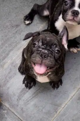Anjing Frenchie 3bulan