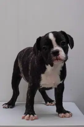 Anjing Frenchie bulldog