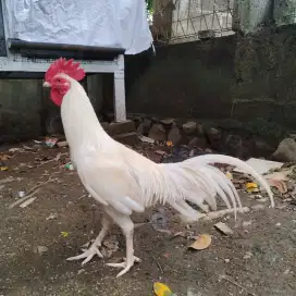 Ayam Kampung Putih