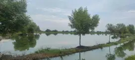 Tanah Kelurahan Kemudi Kec Duduk Sampean Kab Gresik