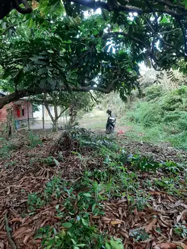 Tanah murah jl BPG Hangtuah masuk jalan Temu Rasa