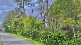 Tanah Kebun Cengkeh 1795m2 Pinggir Jalan Besar di Darangdan Purwakarta