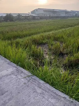 Tanah Sawah Strategis Dekat Ring Road Barat Yogyakarta (Nego)