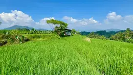 Tanah Sawah Poduktif di Daerah Cimalaka Sumedang Dijual Murah