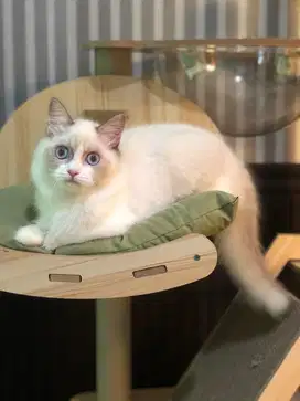 Kucing ragdoll simetris bicolor