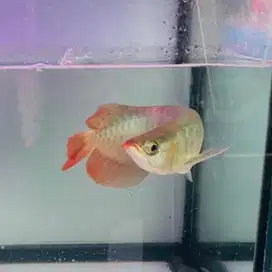 Arwana Super Red 30cm
