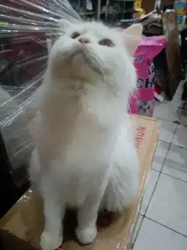 Jual Angora white umur 2tahun