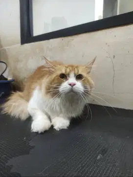 Siap Diadopsi! Kucing Persian Jantan – Bulu Panjang Oranye Putih