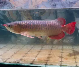 Arwana Super Red 35cm