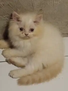 Kucing betina semiflat