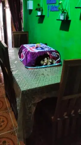 Dijual meja makan harga 1,5