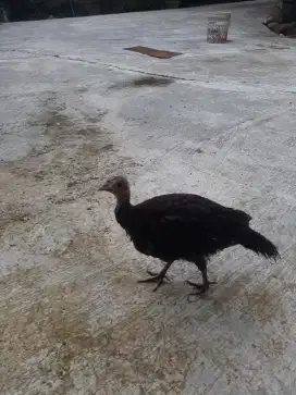 3 ekor ayam kalkun dedara warna coklat